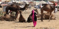 Recolectora de bosta de camello