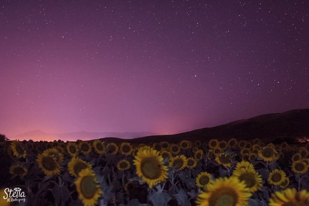 "` Noche estrellada sobre el campo de girasoles `" de Stella Maris Rodriguez