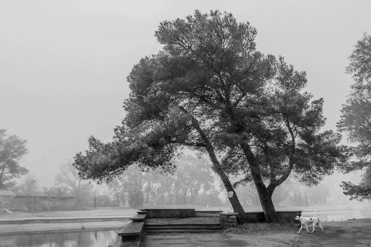 "Niebla junto al arroyo" de Eli - Elisabet Ferrari