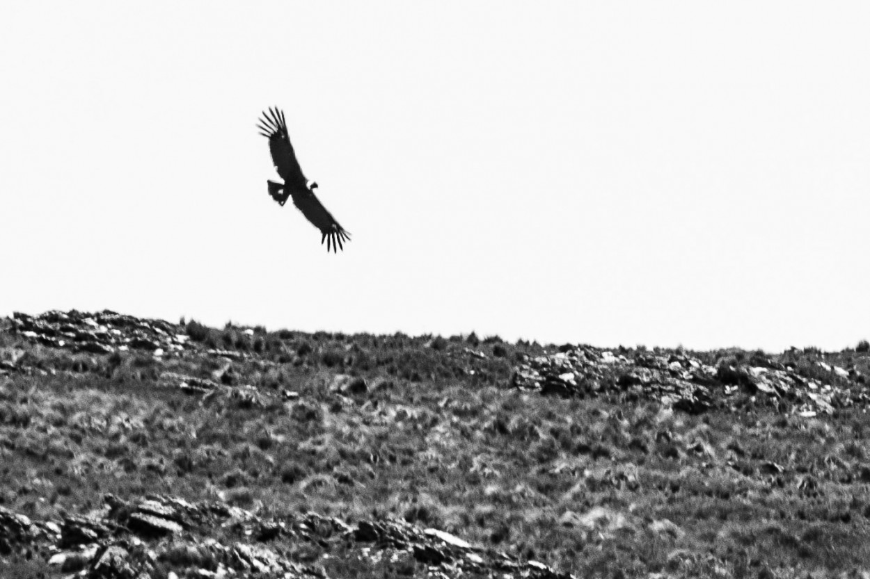 "Condor" de Joaquin Arrippe