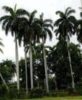Palma Real, árbol nacional de Cuba