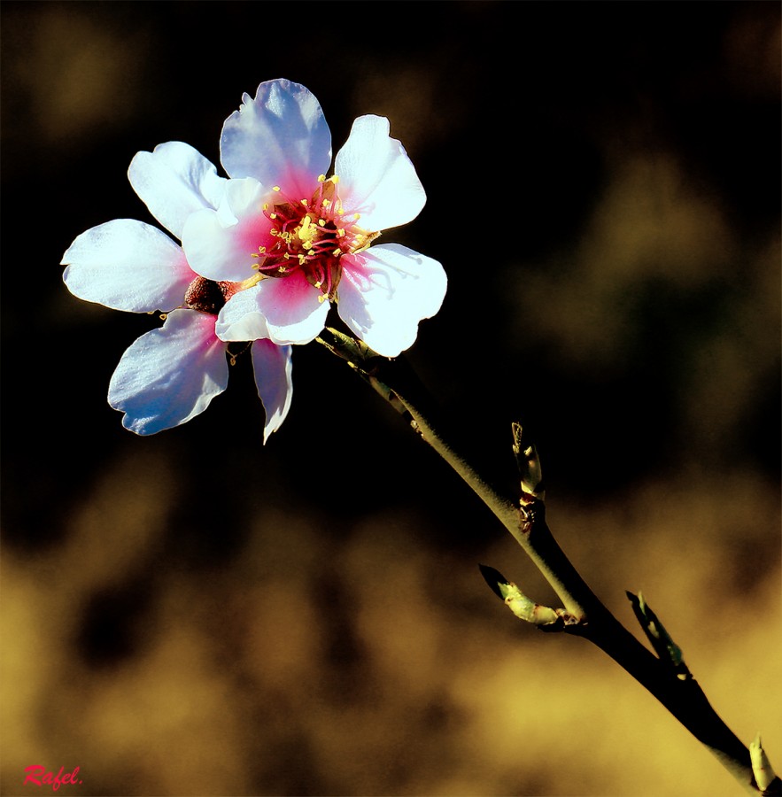 "Una flor de un almendro." de Rafael Serrano Arguedas