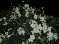 Noche de flores blancas