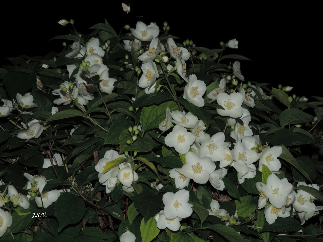 "Noche de flores blancas" de Jorge Vargas