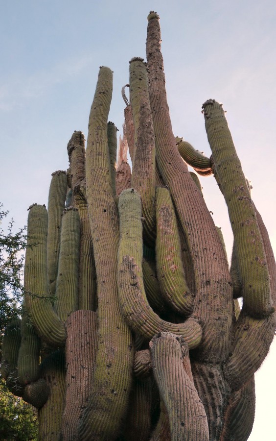 "Enredo de Cactus" de Flix Edmundo Reyes