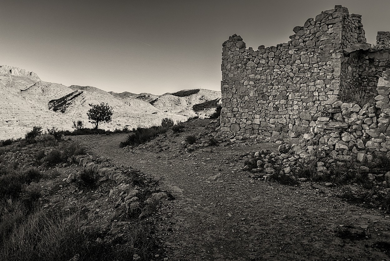 "Ruina,camino y pino" de Francisco Jos Cerd Ortiz