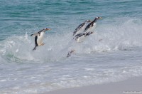 Pinginos voladores