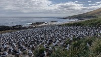 Colonia de Albatros en Malvinas