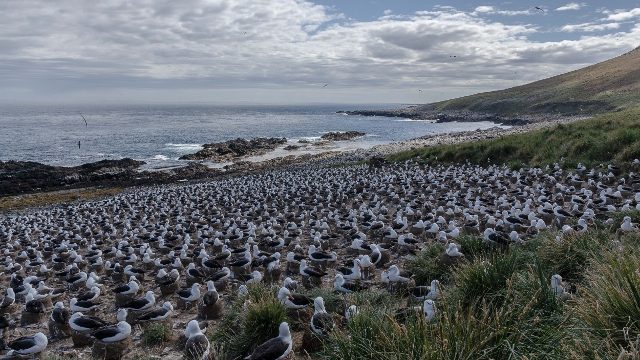 "Colonia de Albatros en Malvinas" de Fabio Saltarelli