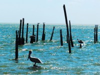 Pelicano, en Nuevitas, Cuba