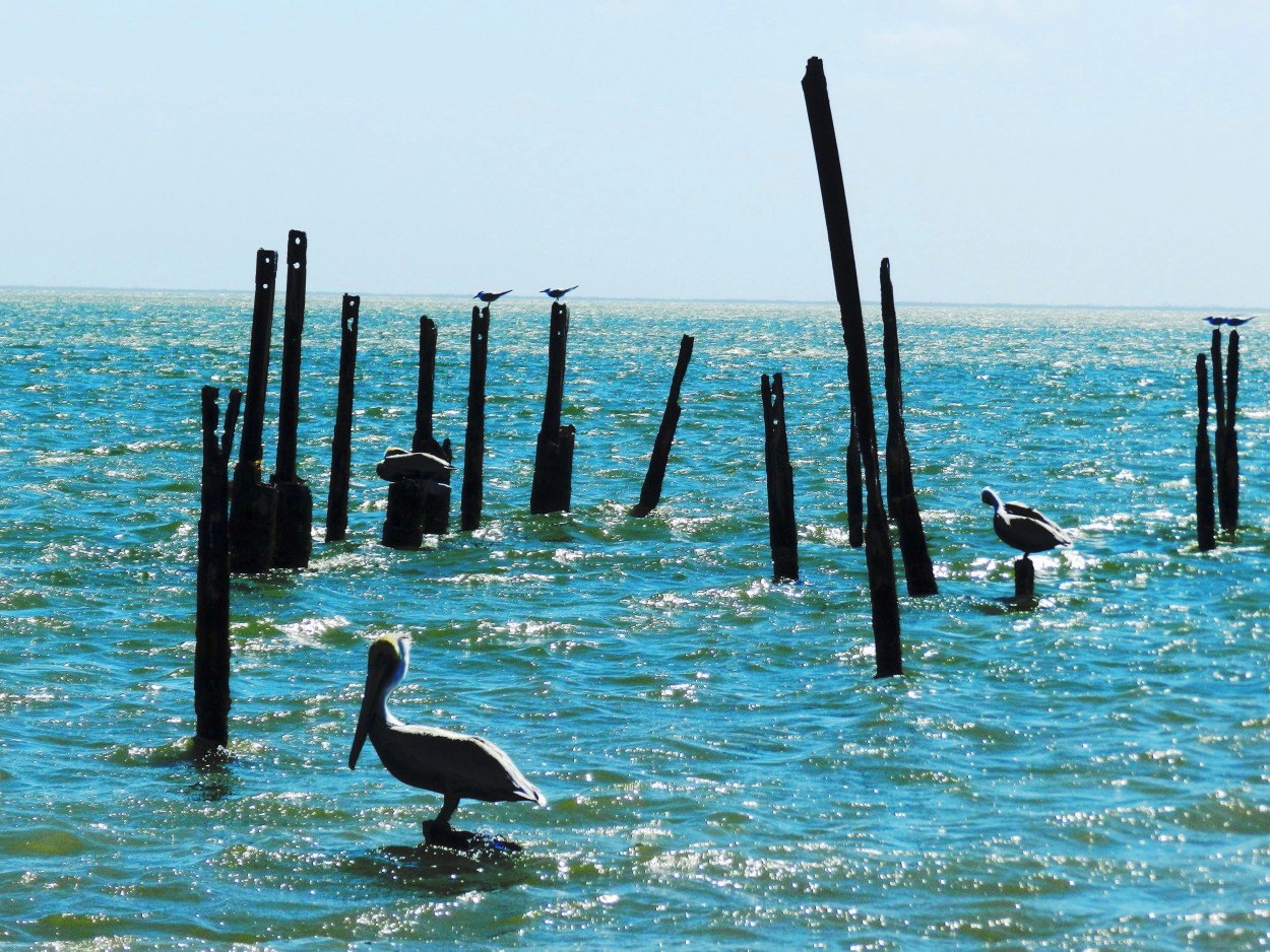 "Pelicano, en Nuevitas, Cuba" de Lzaro David Najarro Pujol