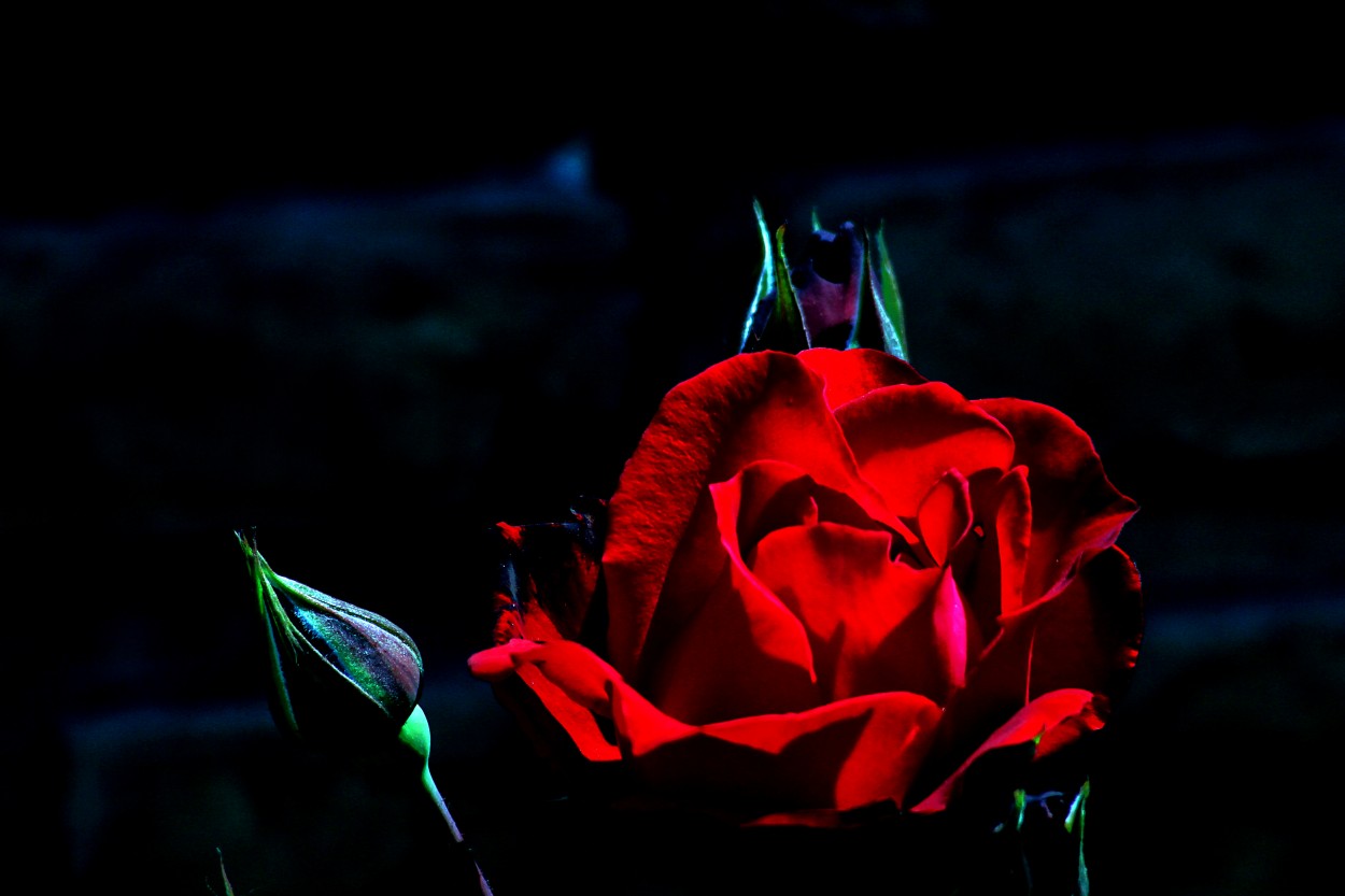 "O quiz simplemente le regale una rosa..." de Juan Carlos Barilari