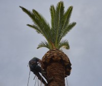 El hombre de la palmera