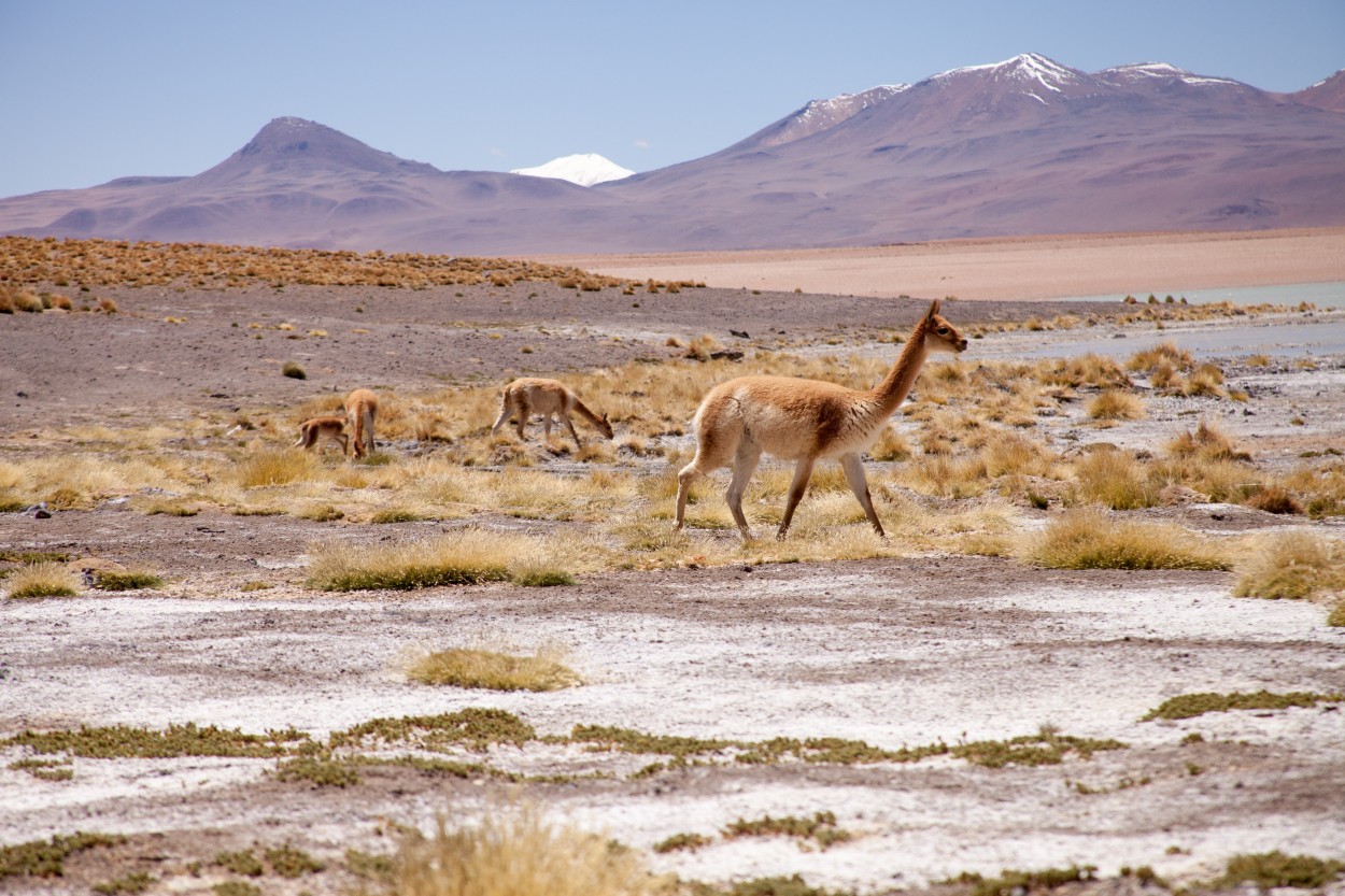 "Altiplano,Bolivia" de Mara Andreadiaz