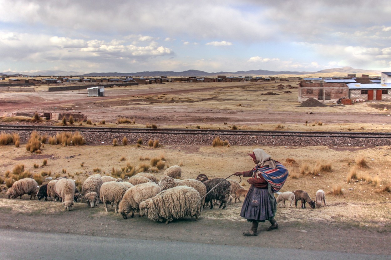 "Pastora del Altiplano" de Eli - Elisabet Ferrari