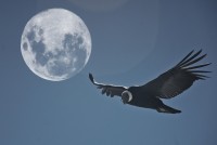 Jugando con la Gran Luna y el Condor Neuquino