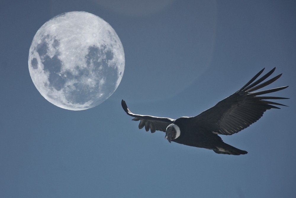 "Jugando con la Gran Luna y el Condor Neuquino" de Osvaldo Sergio Gagliardi