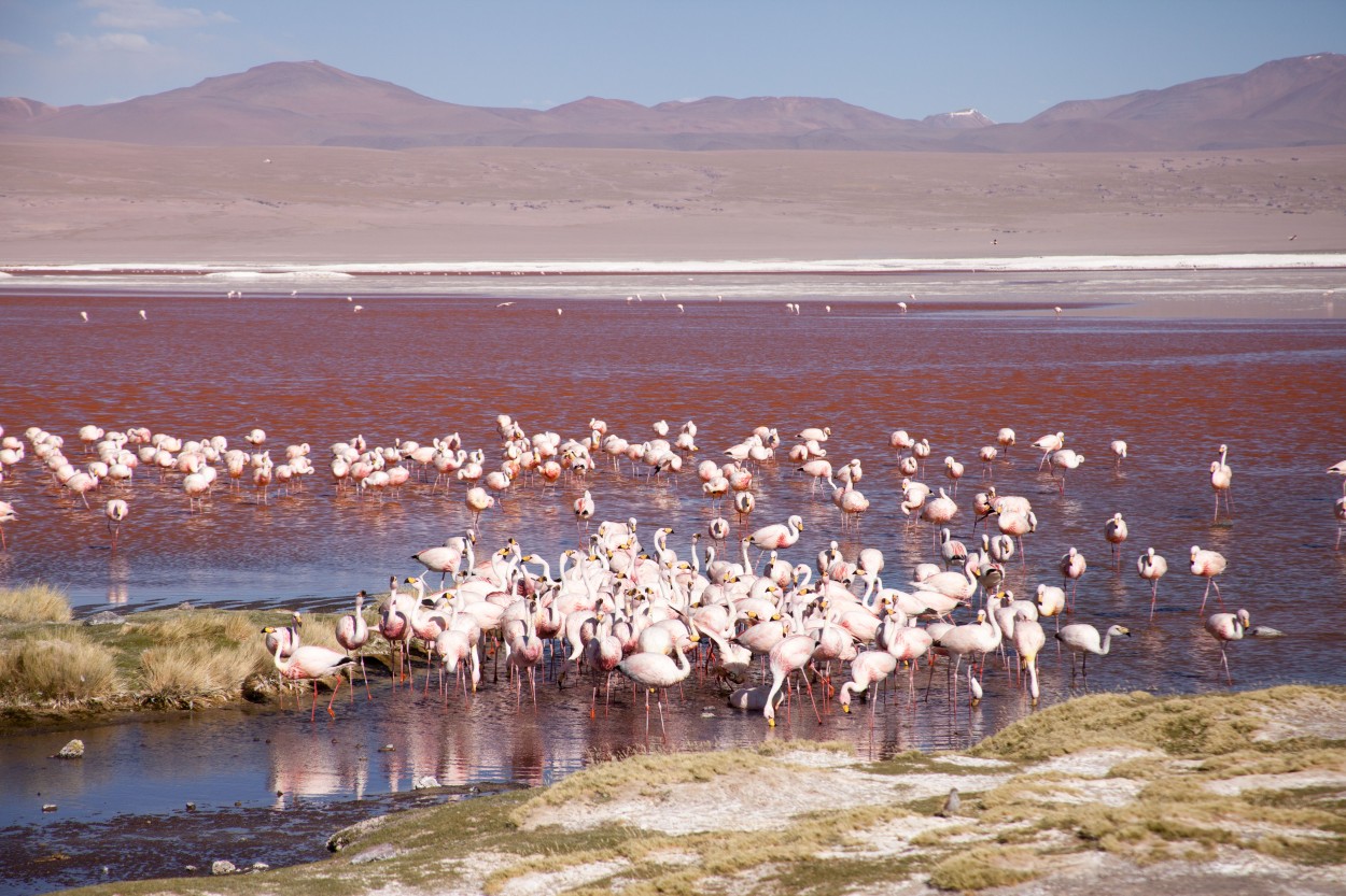 "Laguna Colorada.Bolivia." de Mara Andreadiaz