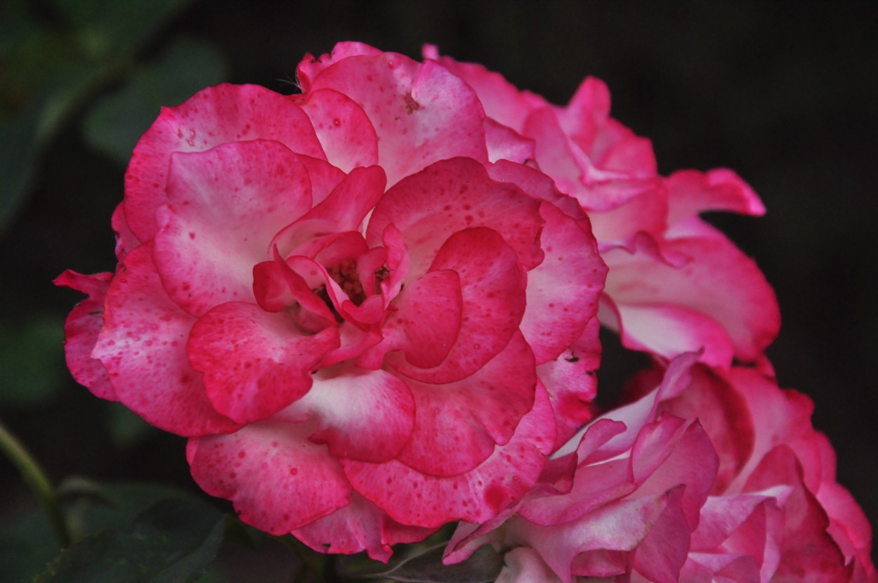"Rosa, rosa..." de Alicia Di Florio