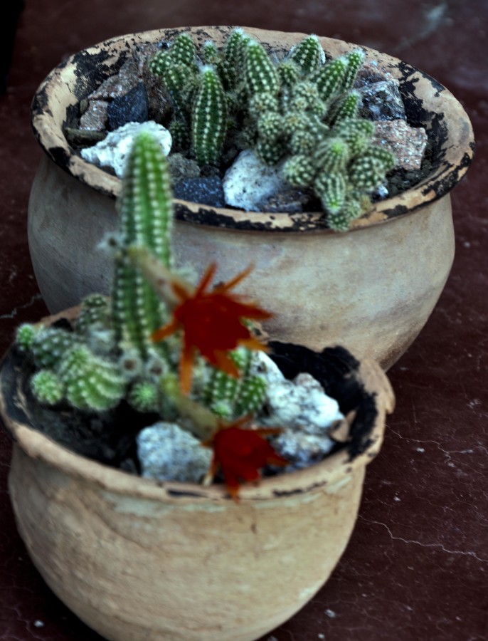 "Cactus" de Flix Edmundo Reyes