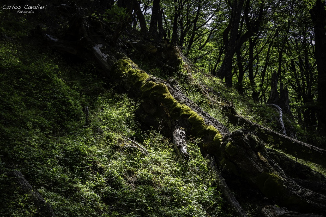 "El bosque encantado..." de Carlos Cavalieri