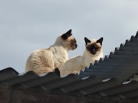 Mis gatos tomando sol
