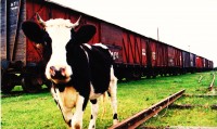 Vaca adherida a un tren y viceversa