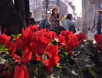 Tulipanes en Barcelona