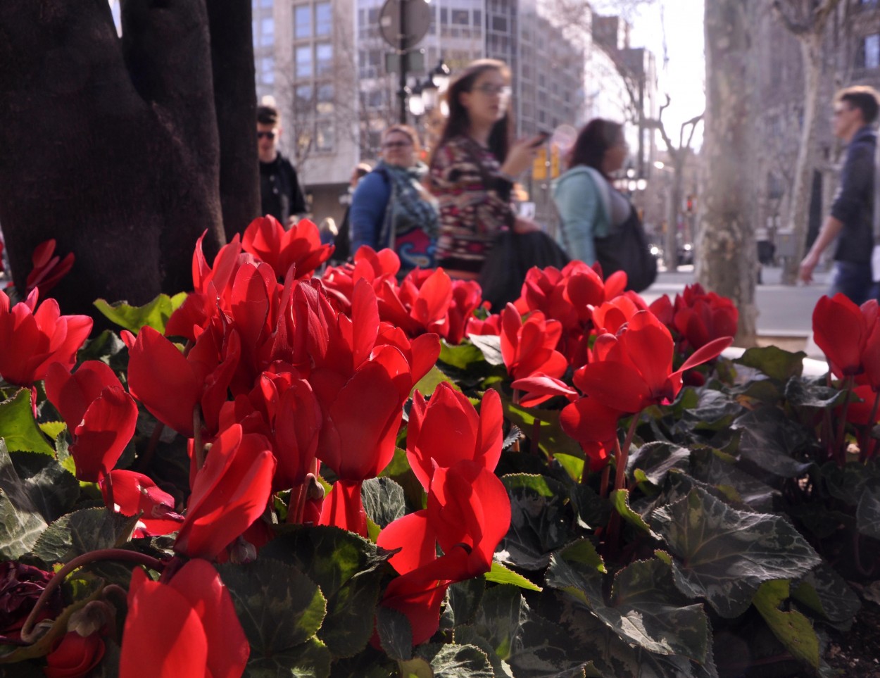 "Tulipanes en Barcelona" de Flix Edmundo Reyes
