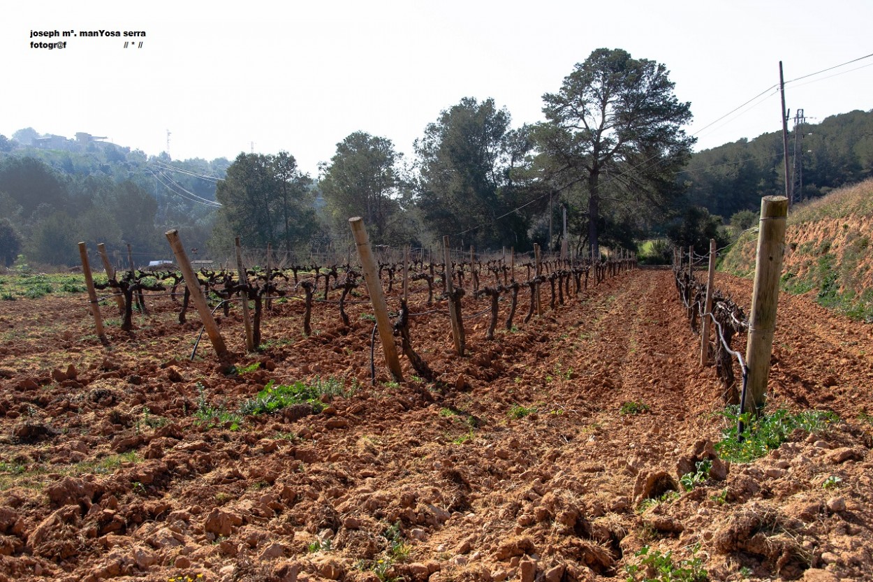 "Terra de vins" de Josep Maria Maosa Serra