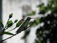 El descanso del colibr..