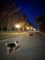 Perros en la noche