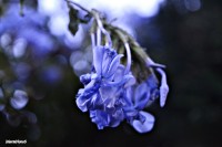 Azul en flor