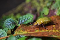 Escarabajo dorado