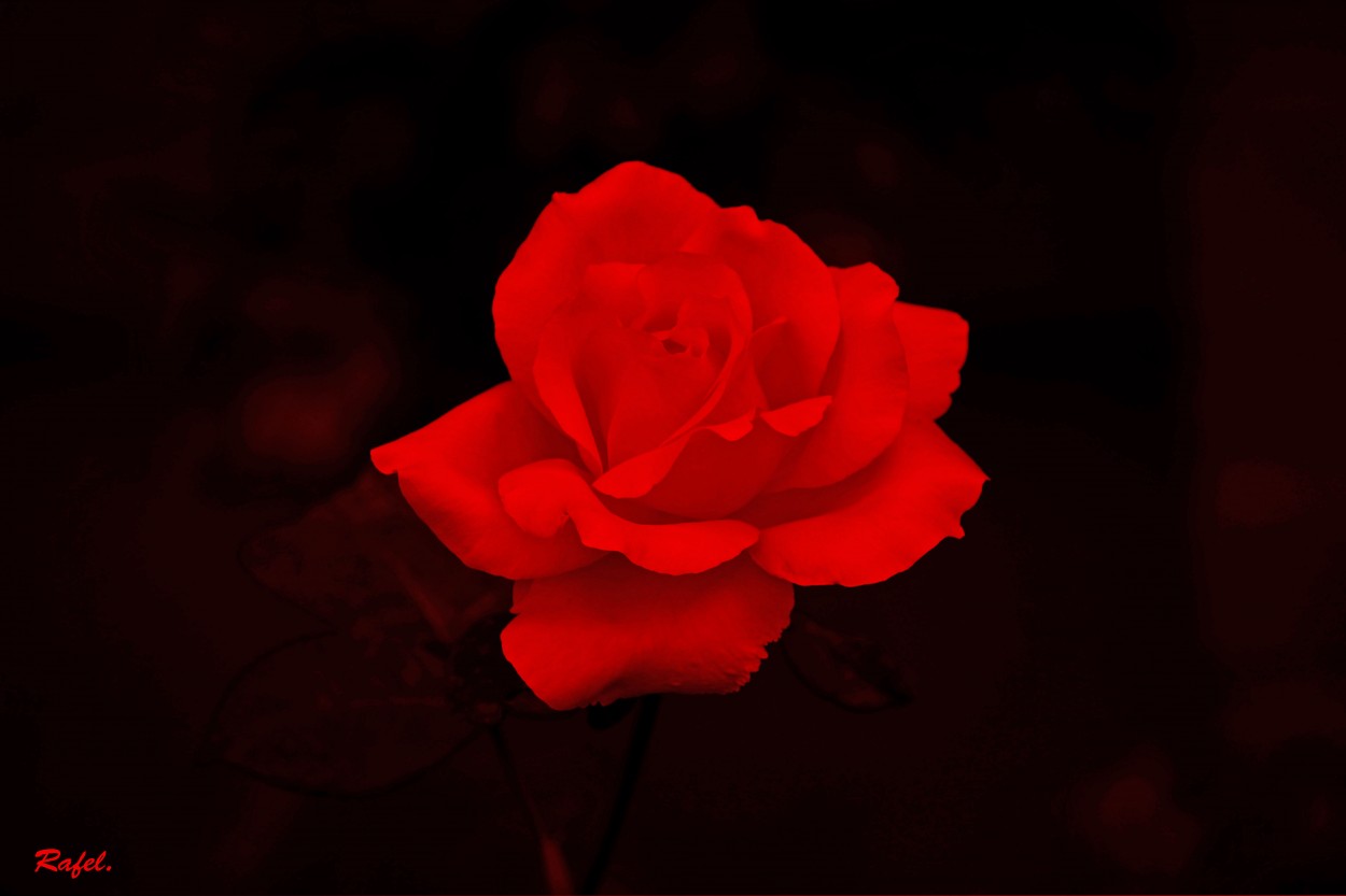 "Una Rosa para ti." de Rafael Serrano Arguedas