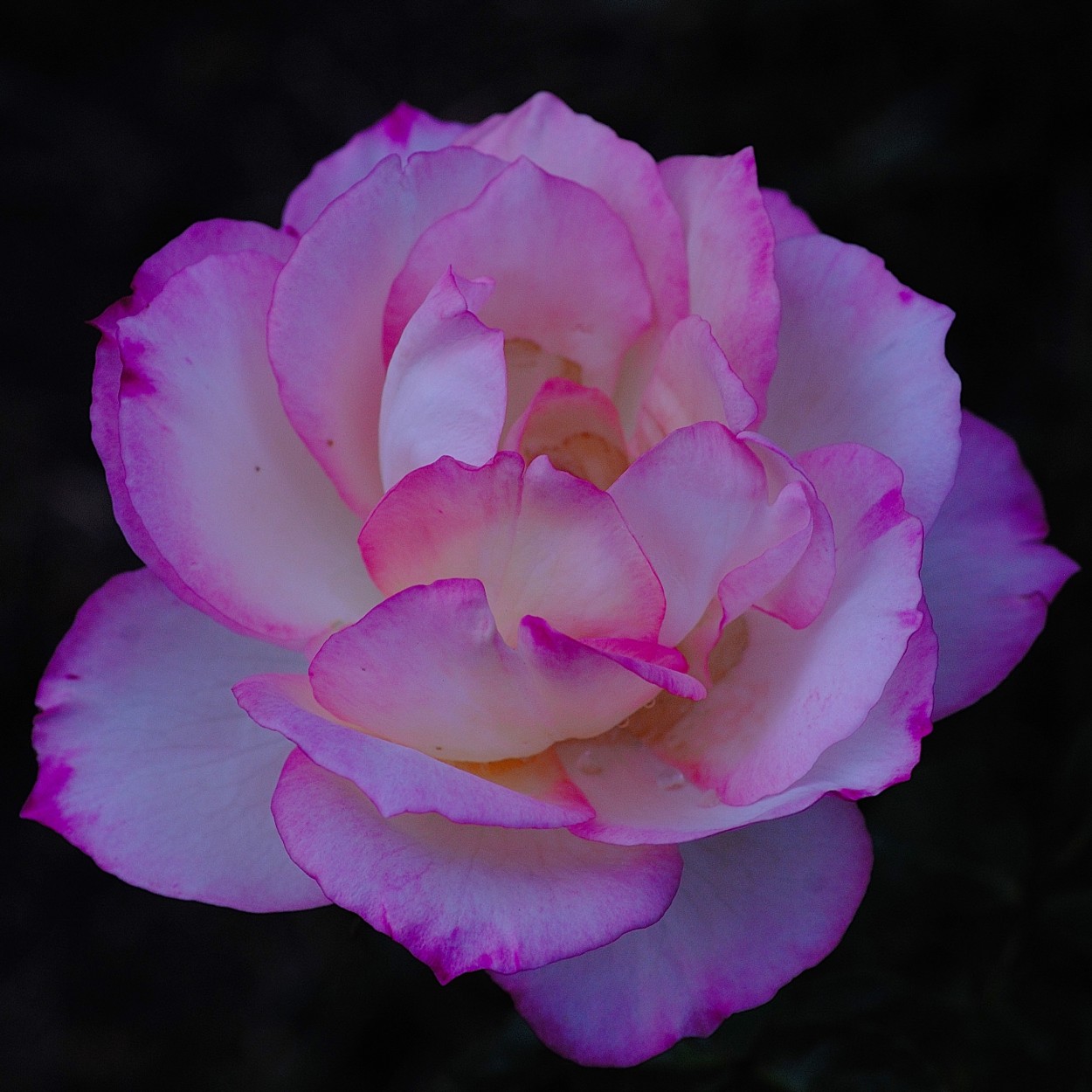 "Rosa rosa" de Daniel Alberto Sapag
