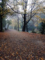Camino de hojas