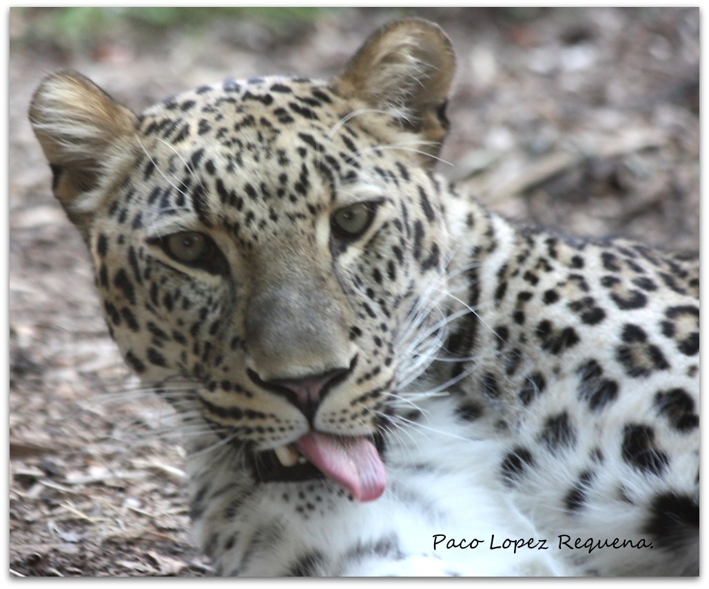 "Leopardo" de Paco Lopez Requena