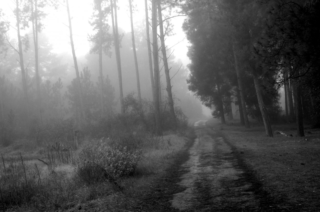 "Bosque de niebla" de Javier Andrade