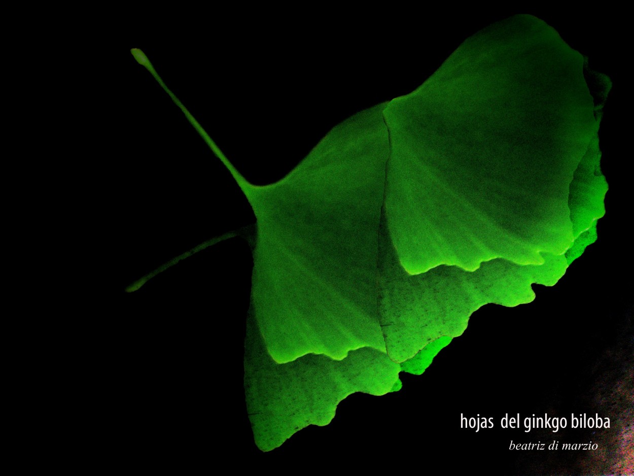 "hojas del ginkgo biloba" de Beatriz Di Marzio