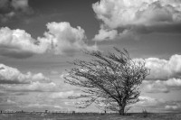 El árbol y las nubes