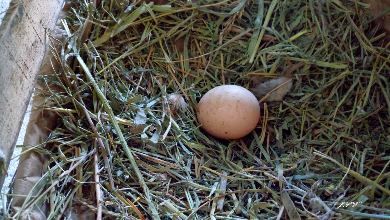 "Primero el Huevo, despues ...." de Jorge Vargas