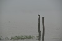pesca en la Niebla