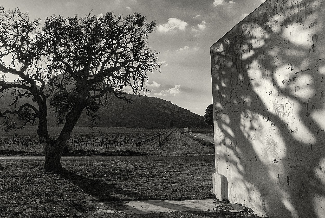 "Sombra de encina" de Francisco Jos Cerd Ortiz