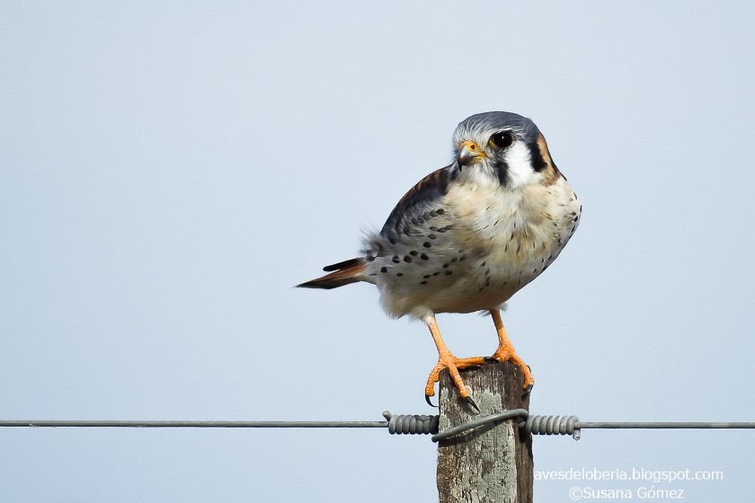 "Halconcito Colorado (Falco sparverius)" de Susana Gmez