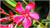 flor de la adelfa. 1