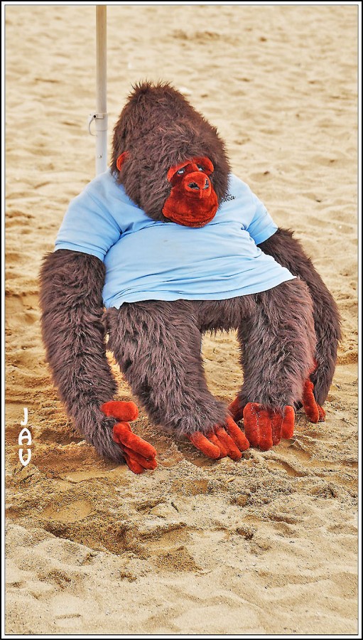 "Gorila. 2" de Joan A. Valentin Ruiz