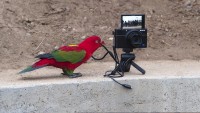 papagayo fotgrafo