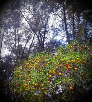 Mandarinas de otoo