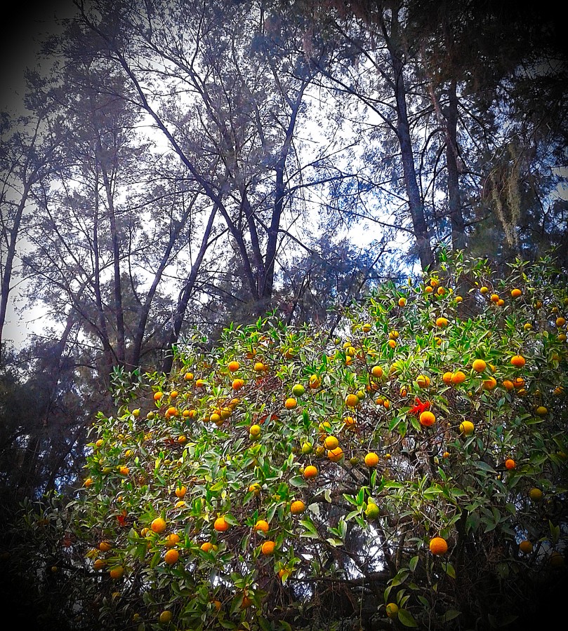 "Mandarinas de otoo" de Amelia Pascuali de Dios